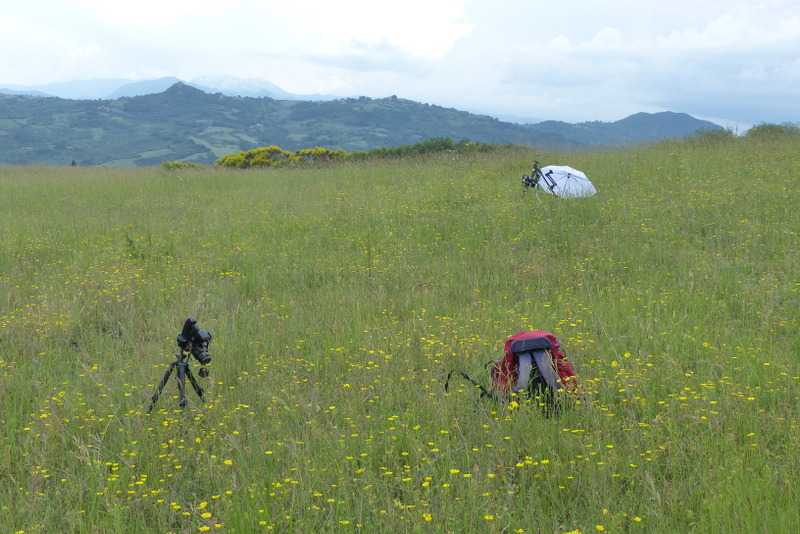 Ophrys lacaitae tra introgressioni e forme ibride  Molise 2023.